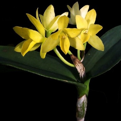 Orquídea amarela com folhas verdes escuras em fundo preto.