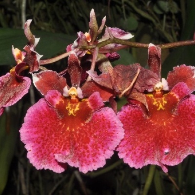 Orquídeas rosa e vermelhas com manchas e detalhes amarelos em fundo natural