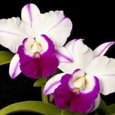 Orquídea branca e roxa com folhas verdes num fundo preto