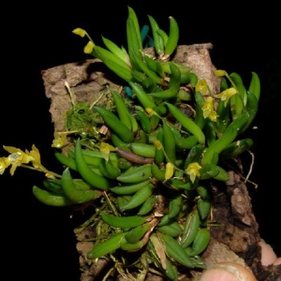Orquídea verde com flores amarelas numa casca de madeira, segurada por uma mão, fundo preto