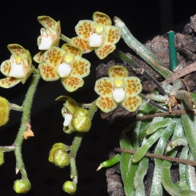 Orquídea amarela com manchas castanhas fixada em casca de árvore