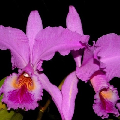 Flores orquídeas cor-de-rosa com centro amarelo e roxo em fundo preto