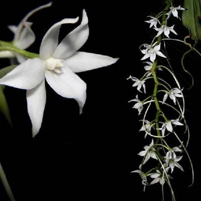 Orquídea branca com flores pequenas e uma grande em fundo preto