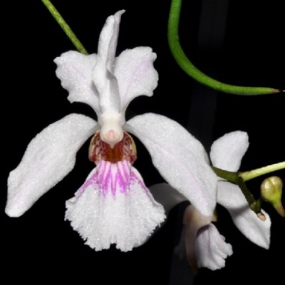 Flor branca de orquídea com detalhes rosa e castanhos, com folhas verdes em fundo preto