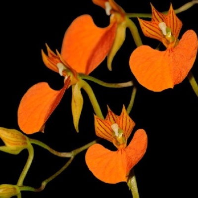 Flores laranja com pétalas de forma única e linhas vermelhas sobre fundo preto