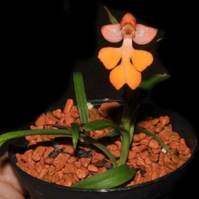 Planta com flor laranja e amarela em vaso preto com seixos vermelhos