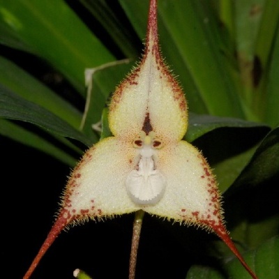 Flor branca triangular com bordas e pelos avermelhados