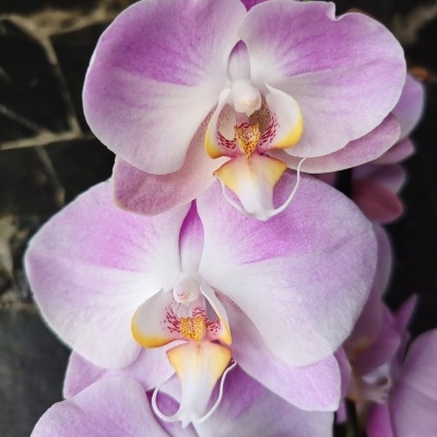 Orquídea Phalaenopsis lilás e branca com detalhes amarelos e vermelhos