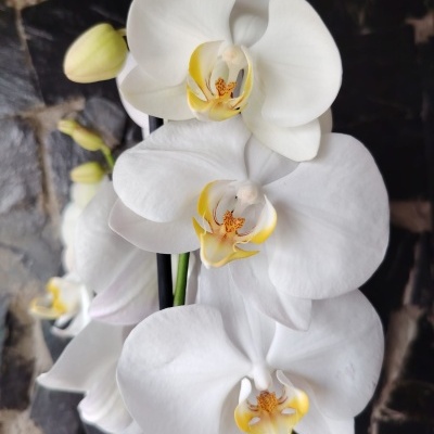 Orquídea branca com detalhes amarelos e verdes com fundo de pedras.