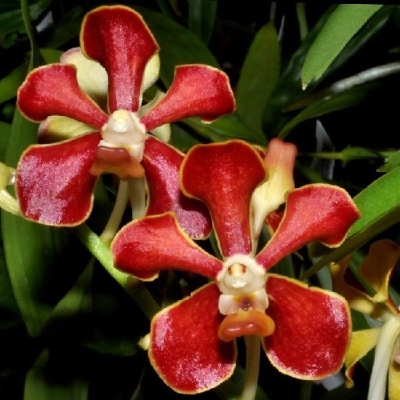 Orquídeas vermelhas e amarelas com folhas verdes