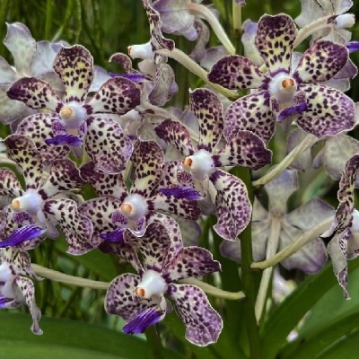 Orquídeas brancas com manchas roxas em ramos com folhas verdes