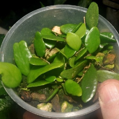 Plástico vaso com folhas verdes pequenas e substrato, mão a segurar