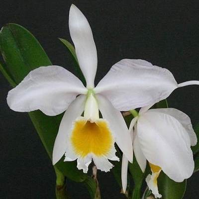 Flor de orquídea branca e amarela com folhas verdes e fundo preto