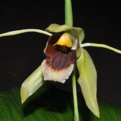 Orquídea verde com pétalas alongadas e centro colorido sobre folhas verdes