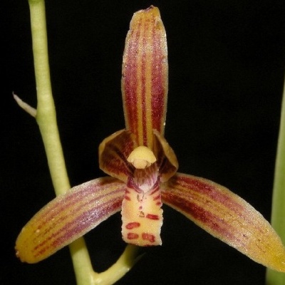 Orquídea amarela e vermelha com padrão riscado e caule verde