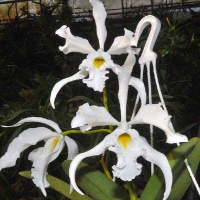 Orquídea branca com suporte pendurada entre plantas verdes
