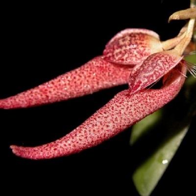 Flor DG rosa com pontos vermelhos escuros e folhas verdes
