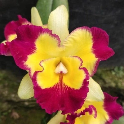 Flor-orquídea amarela e vermelho-violeta em ambiente natural