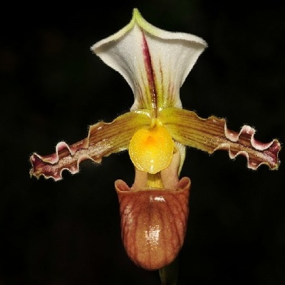 Orquídea exótica com pétalas brancas e amarelas