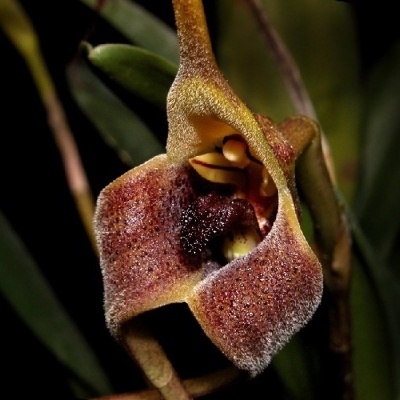 Flor exótica castanha e amarela com textura aveludada e folhas verdes