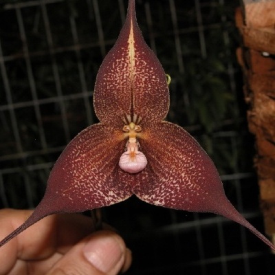 Flor exótica castanho-avermelhada com centro rosa segurada à mão