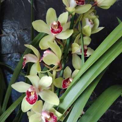Orquídeas amarelas com centro vermelho e branco e folhas verdes longas