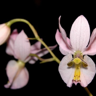Orquídea rosa com detalhes amarelos e castanhos em fundo preto