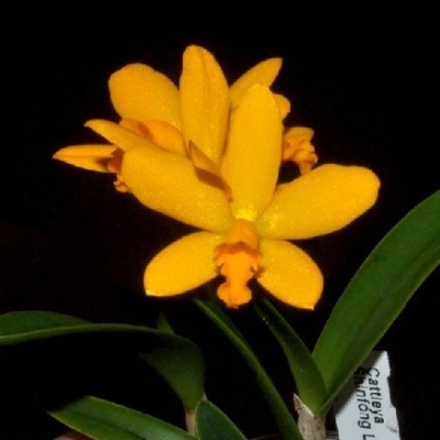 Orquídea amarela com folhas verdes e etiqueta branca