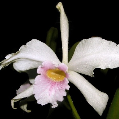 Orquídea branca com labelo rosa e amarelo sobre fundo escuro