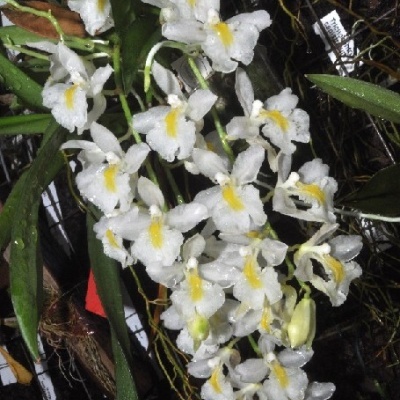 Orquídea branca com detalhes amarelos e folhas verdes em ambiente de estufa