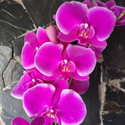 Flores de orquídea rosa sobre superfície de pedra escura