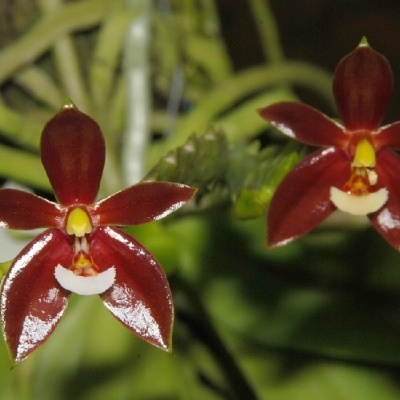 Duas flores vermelhas brilhantes com centros amarelos e brancos em fundo natural verde