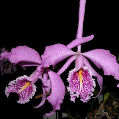 Orquídea cor-de-rosa com pétalas largas, labelo branco com riscas coloridas, em fundo preto.