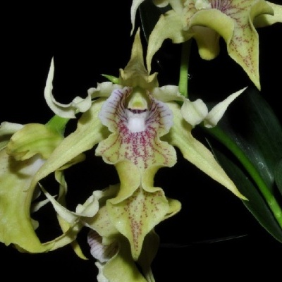Orquídea amarela com manchas roxas e folhas verdes em fundo preto