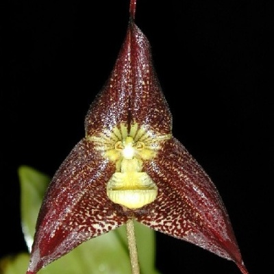 Flor exótica vinho e creme com padrão salpicado e formato triangular