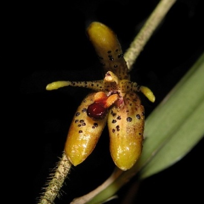 Flor amarela e castanha com manchas pretas e detalhes em vermelho sobre caule peludo