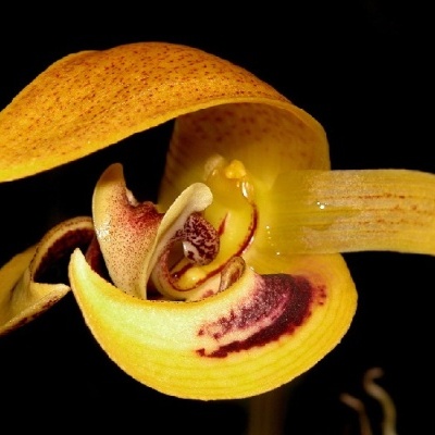 Flor amarela com manchas castanho-avermelhadas em fundo preto