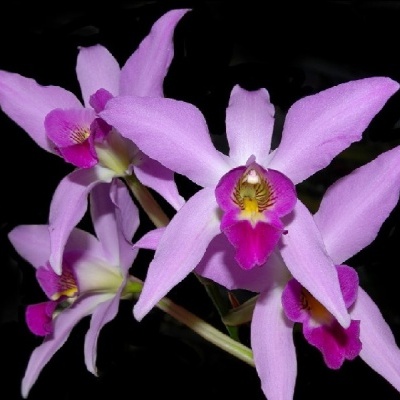 Flores de orquídea cor-de-rosa com pétalas alongadas em fundo preto