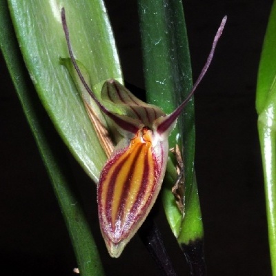 Flor estranha com pétalas amarelas e vermelhas e folhas verdes