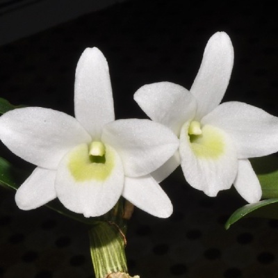 Flores brancas de orquídea com centros verde-amarelados e folhas verdes sobre fundo escuro