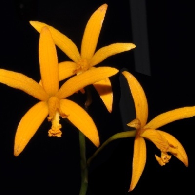 Flores amarelas com cinco pétalas em fundo preto