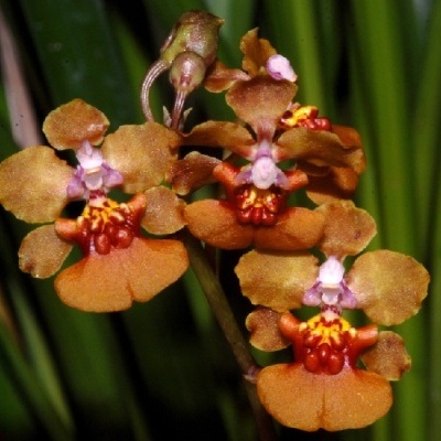 Flores de orquídea alaranjadas com detalhes em amarelo e vermelho em fundo verde