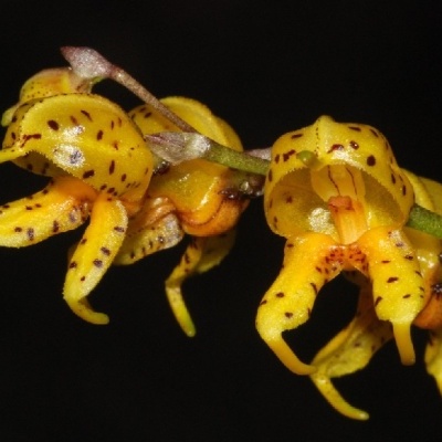 Flor amarela com manchas castanhas escuras e pétalas curvas em fundo negro