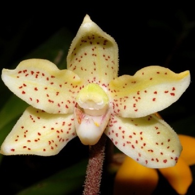 Flor amarela com manchas vermelhas e estrutura central branca