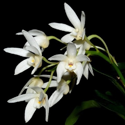Flores de orquídea brancas com pétalas finas sobre fundo preto