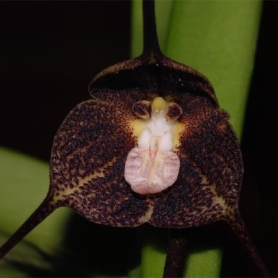 Flor exótica de orquídea castanha com centro branco e caule verde.