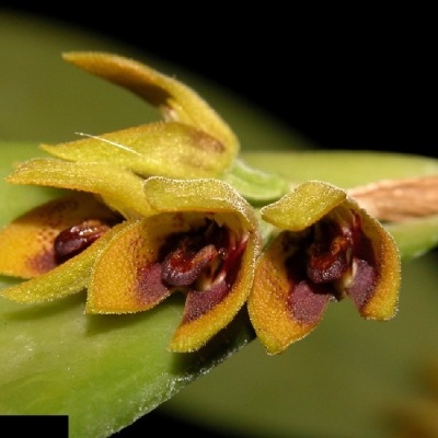 Flores amarelas pequenas com manchas castanhas e folhas verdes