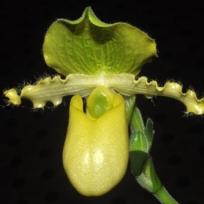 Flor de orquídea amarela e verde com pétalas onduladas