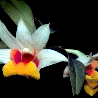 Orquídea branca com centro amarelo e laranja e folhas verdes