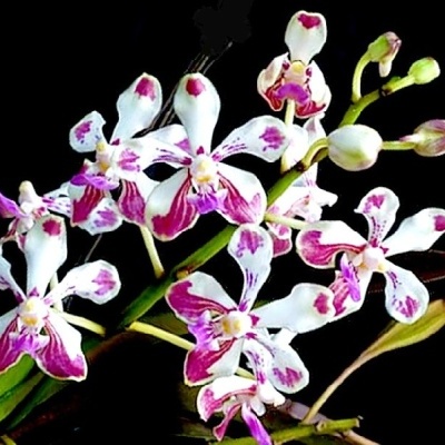 Flores de orquídea brancas com manchas rosas em fundo preto